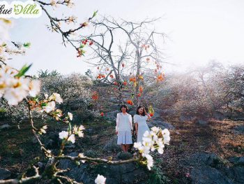 Alternative view of The November - Mộc Châu