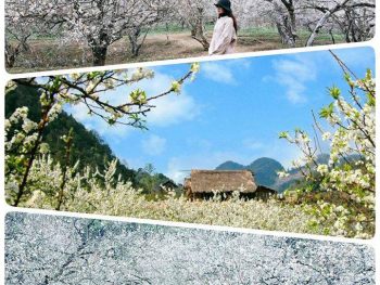 Alternative view of MỘC HOMESTAY Mộc Châu