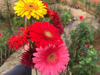 Alternative view of Haven - Nhà trên đồi