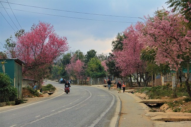 Kinh nghiệm du lịch Đà Lạt cho bạn và gia đình năm 2021