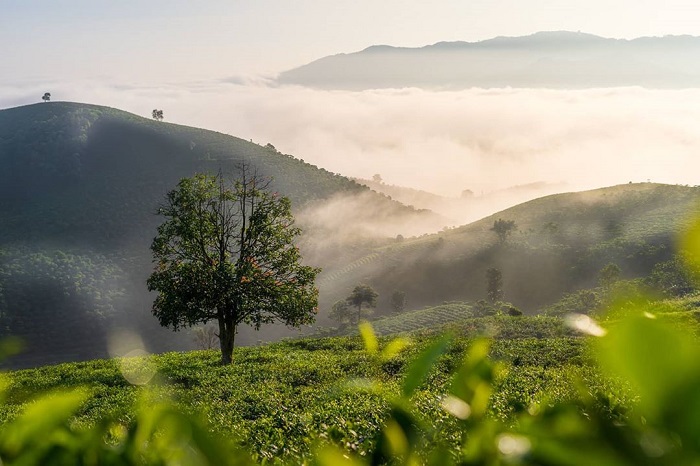 Kinh nghiệm du lịch Bảo Lộc Lâm Đồng chi tiết cho người mới