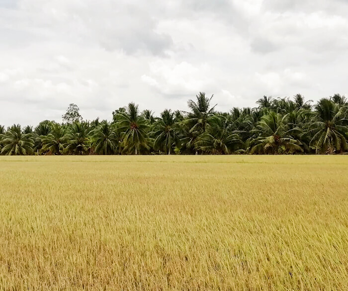 Kinh nghiệm du lịch Bến Tre để khám phá vùng đất miệt vườn