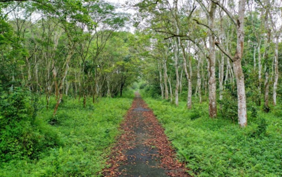 Kinh nghiệm du lịch rừng Cúc Phương đầy đủ và chi tiết nhất