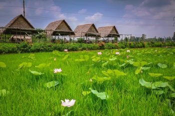 Vẻ đẹp của khu du lịch sinh thái Mỹ Phước Thành